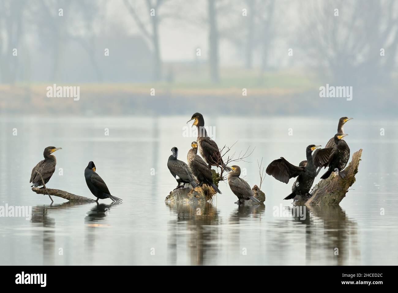 Flock of great cormorants resting in the river. Sitting motionless on stones and wood. Group, early misty winter  morning. Genus  Phalacrocorax carbo. Stock Photo