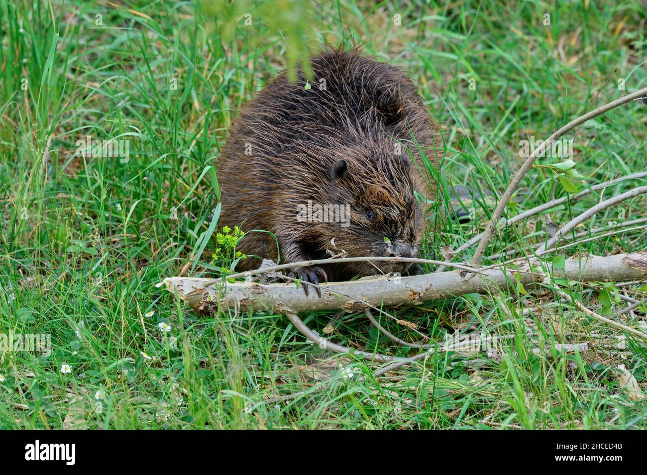 Eurasian beaver with a tree branch in the grass. Eating bark. Front view, closeup. Genus species Castor fiber. Stock Photo