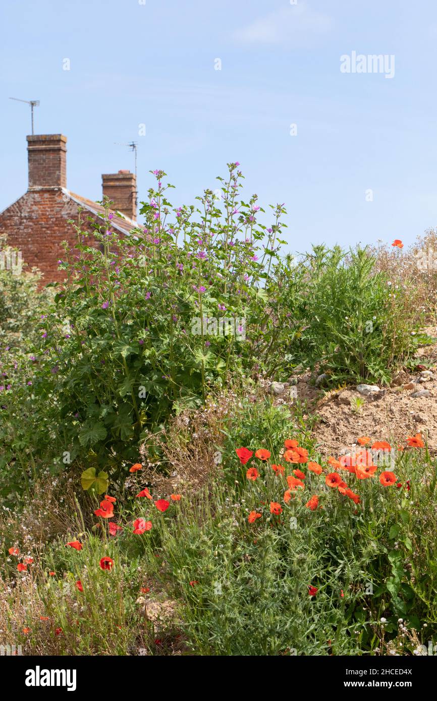 Poppy (Papaver rhoeas), flowering along with other self sown annual plants, Nettles, Urtica dioica, Sow-thistle, amongst builder’s brick and mortar ru Stock Photo