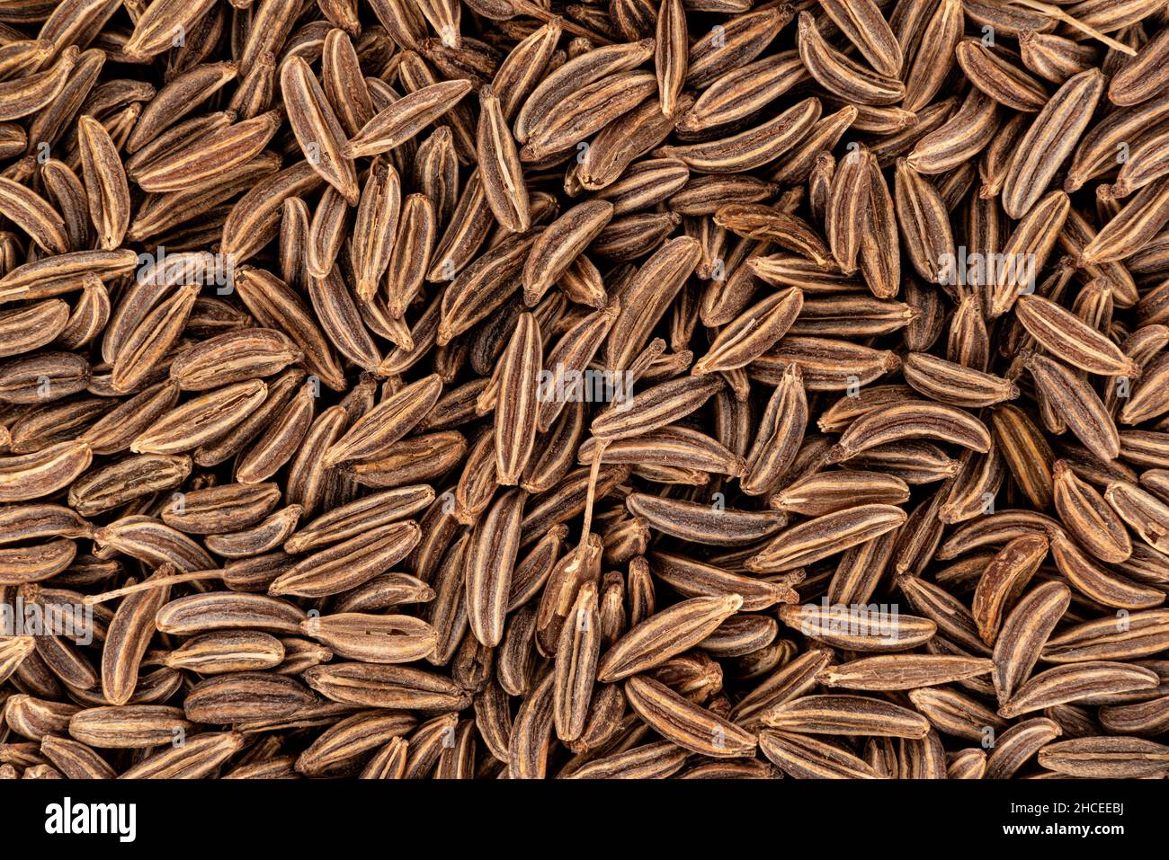 Closeup detail of caraway seeds meridian fennel - Carum carvi shot from above, image width 23mm Stock Photo
