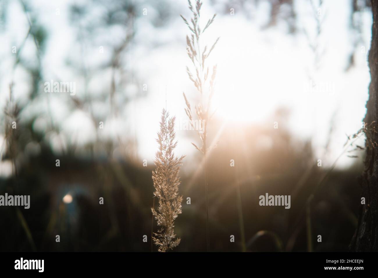Bright environment and plants hi-res stock photography and images - Alamy