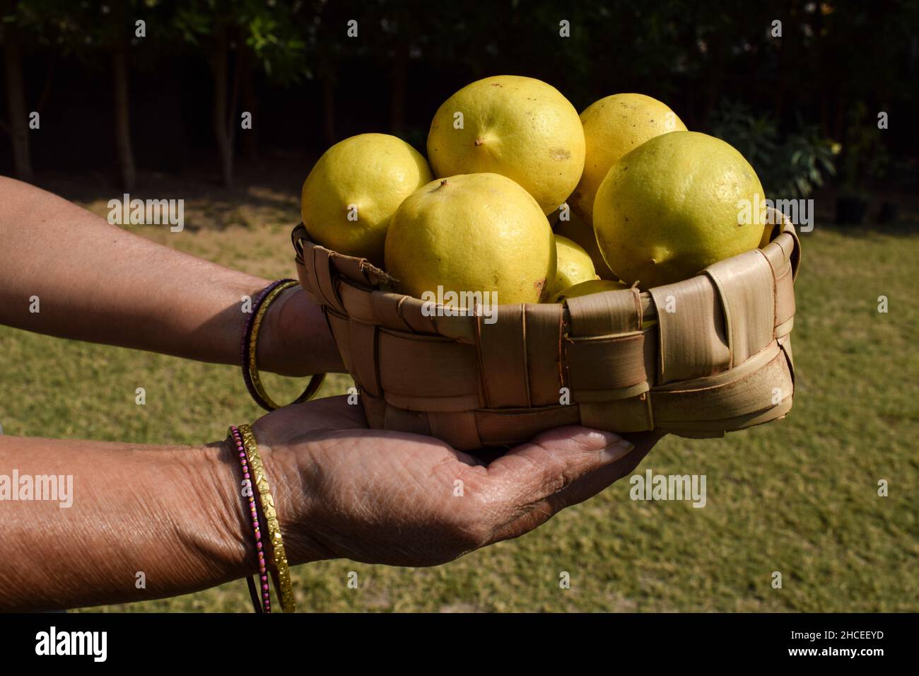 Female holding Fresh Lemon fruits heap stacked in wicker basket