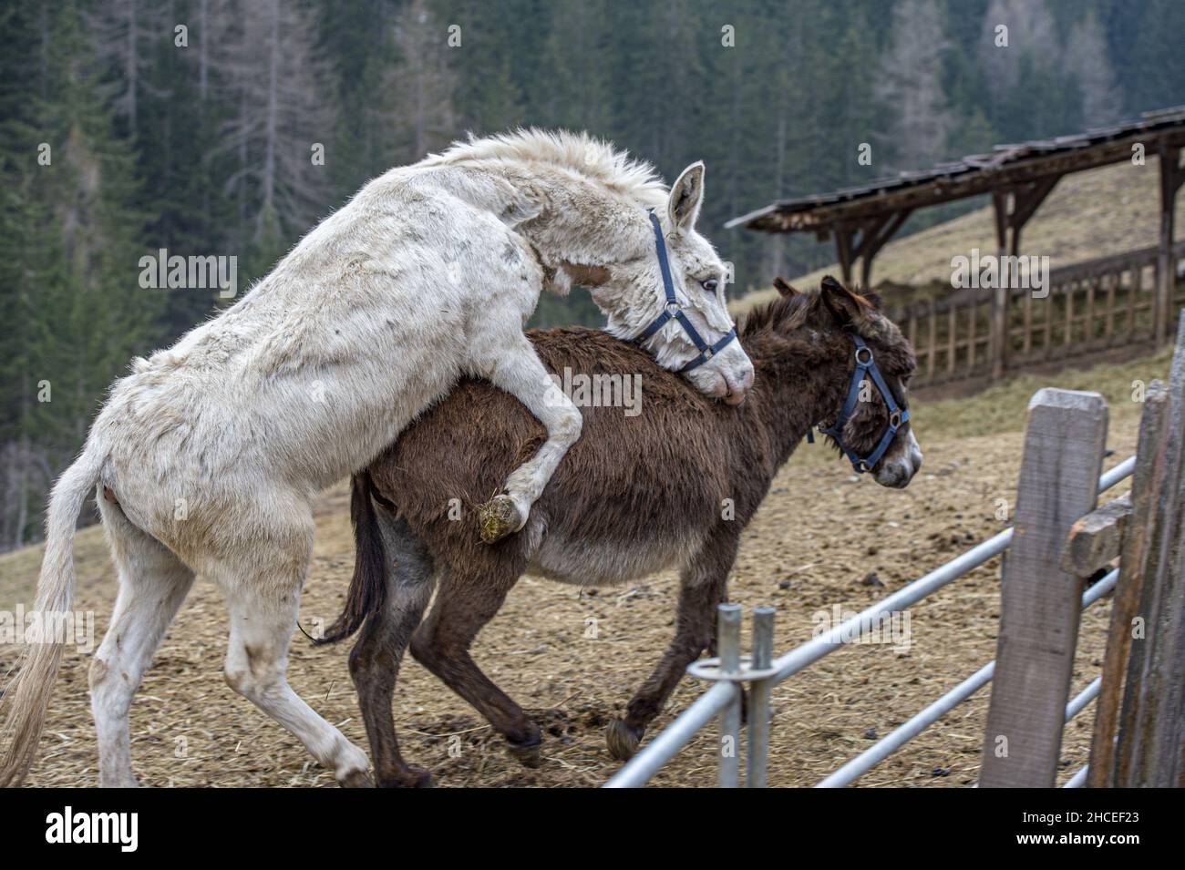Obbediente elimina avanti horse mate man arena artificiale stomaco