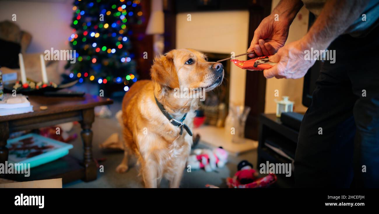 happy golden retriever dog on Christmas day in a home setting receiving