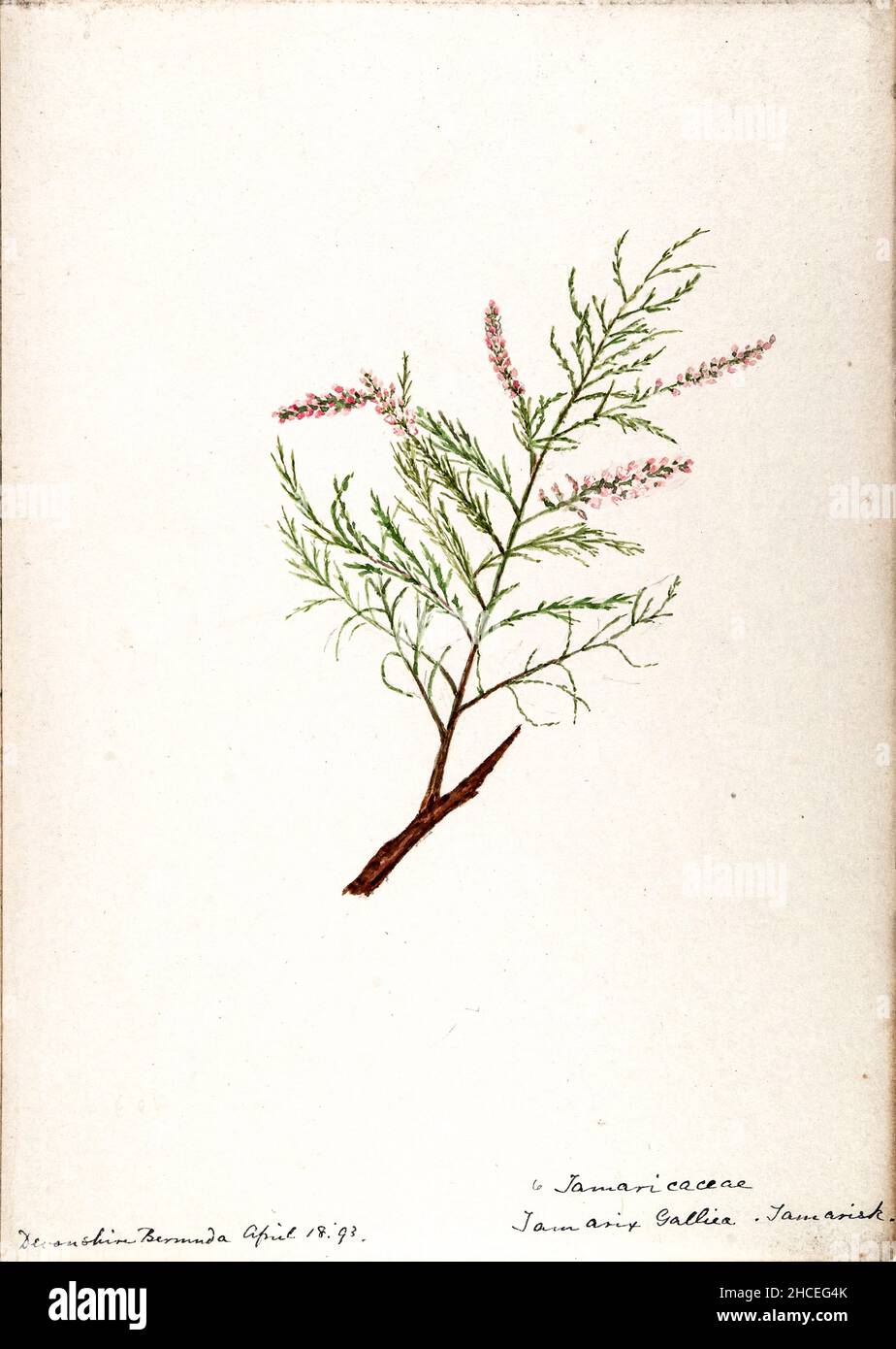 Sketchbook No. 18 Fruits and Flowers of Bermuda by Helen Sharp 1892