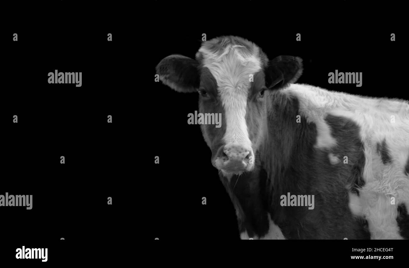 Black And White Cow On The Black Background With Spots Stock Photo