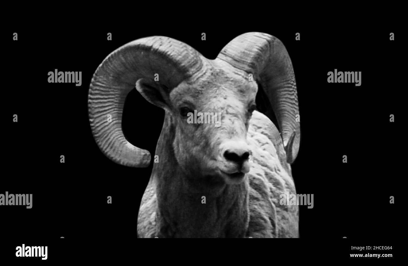 Adult ram sheep Black and White Stock Photos & Images Alamy