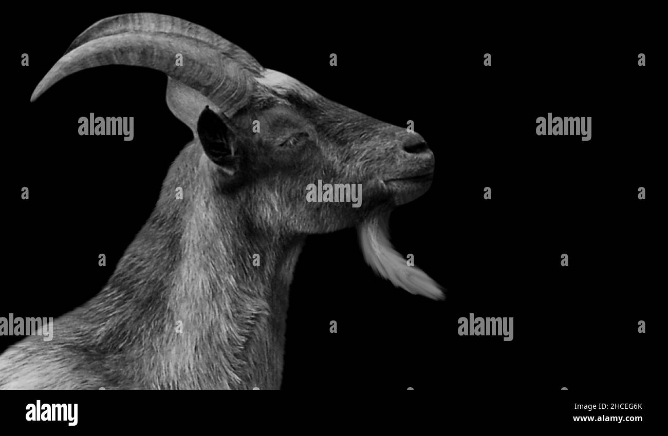 Big Horn Goat Looking Up In The Dark Background Stock Photo
