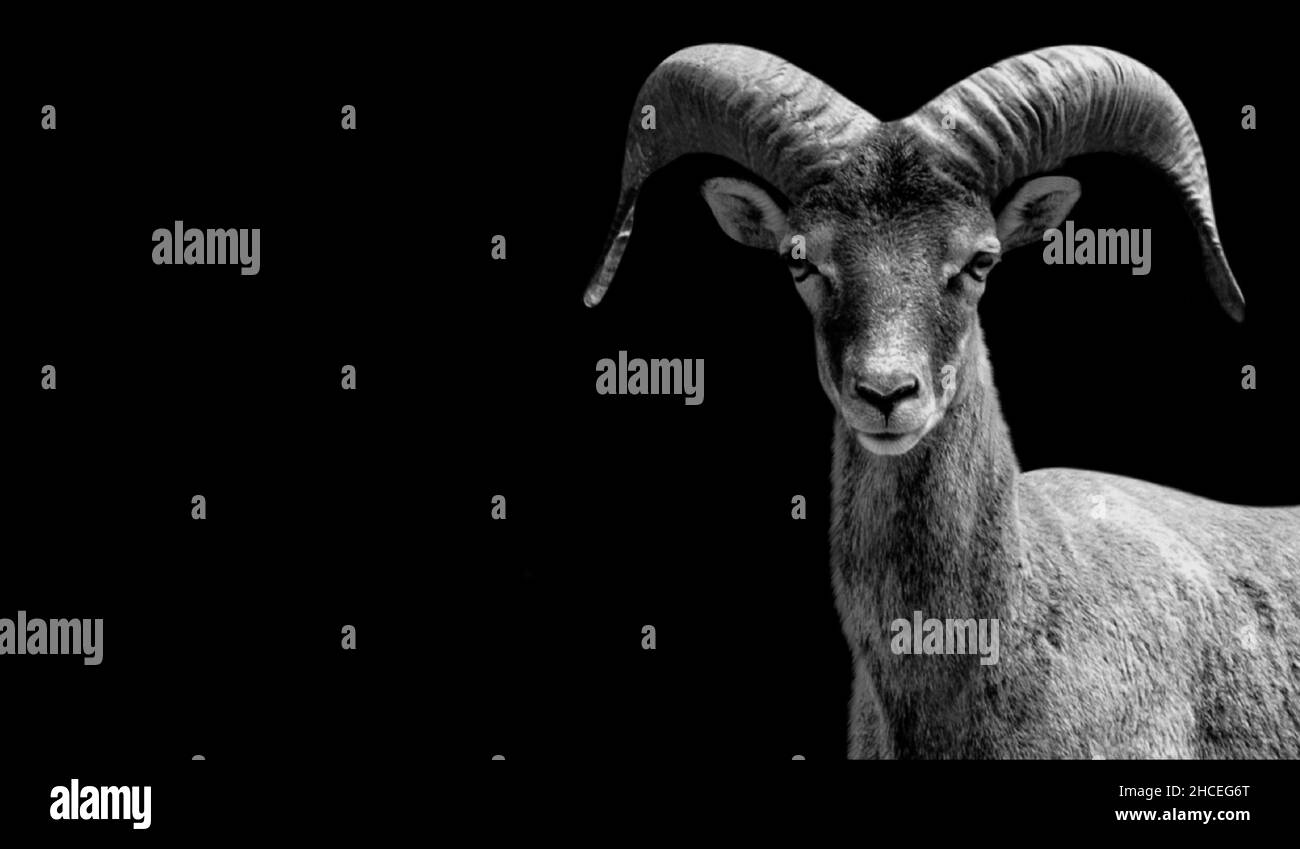 Big Horn Mouflon Sheep Portrait On The Black Background Stock Photo