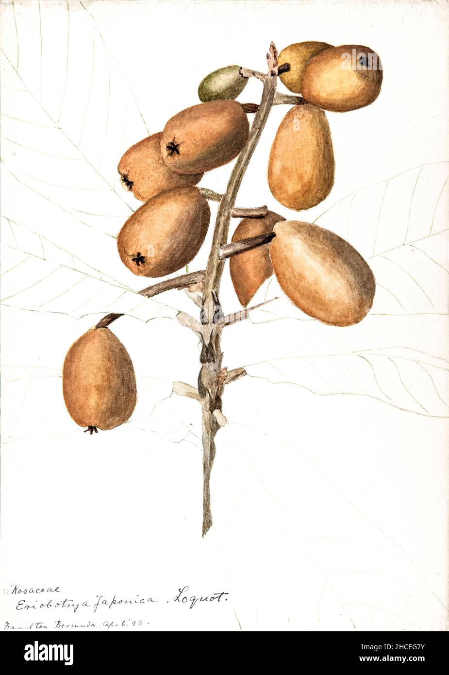 loquat (Eriobotrya japonica) is a large evergreen shrub or tree, grown commercially for its orange fruit and for its leaves, which are used to make tea. It is also cultivated as an ornamental plant. Sketchbook No. 18 - Fruits and Flowers of Bermuda by Helen Sharp 1892-1903 Stock Photo