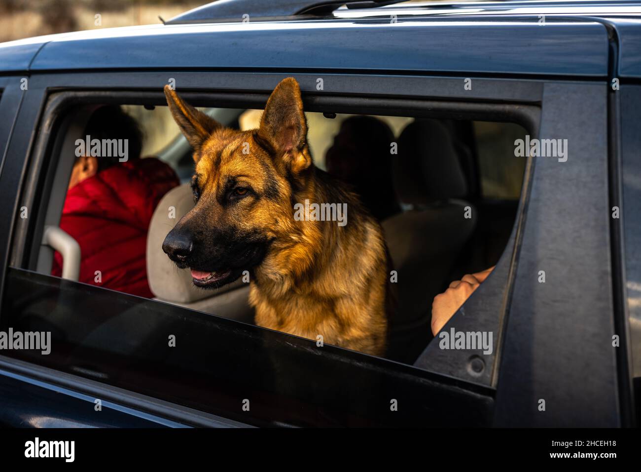 German Sheppard Dog looking out a Car's Window Stock Photo - Alamy