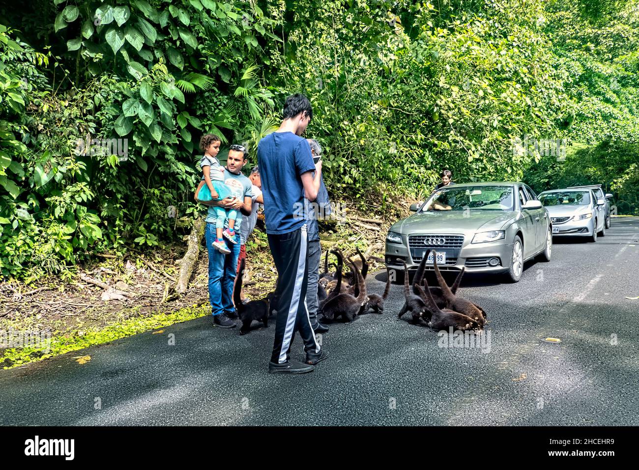 Coatis (coatimundis) feeding by the roadside, La Fortuna, Costa Rica Stock Photo