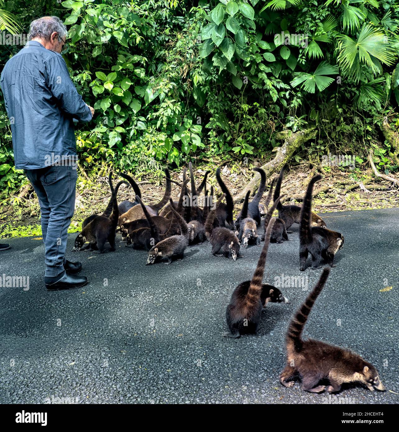 Coatis (coatimundis) feeding by the roadside, La Fortuna, Costa Rica Stock Photo