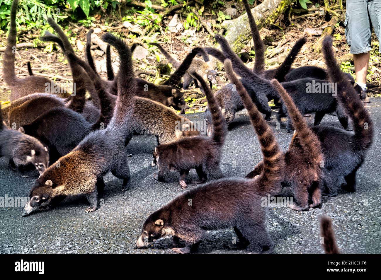 Coatis (coatimundis) feeding by the roadside, La Fortuna, Costa Rica Stock Photo