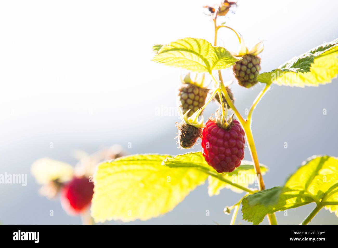 Raspberry plant / raspberry bush Stock Photo Alamy