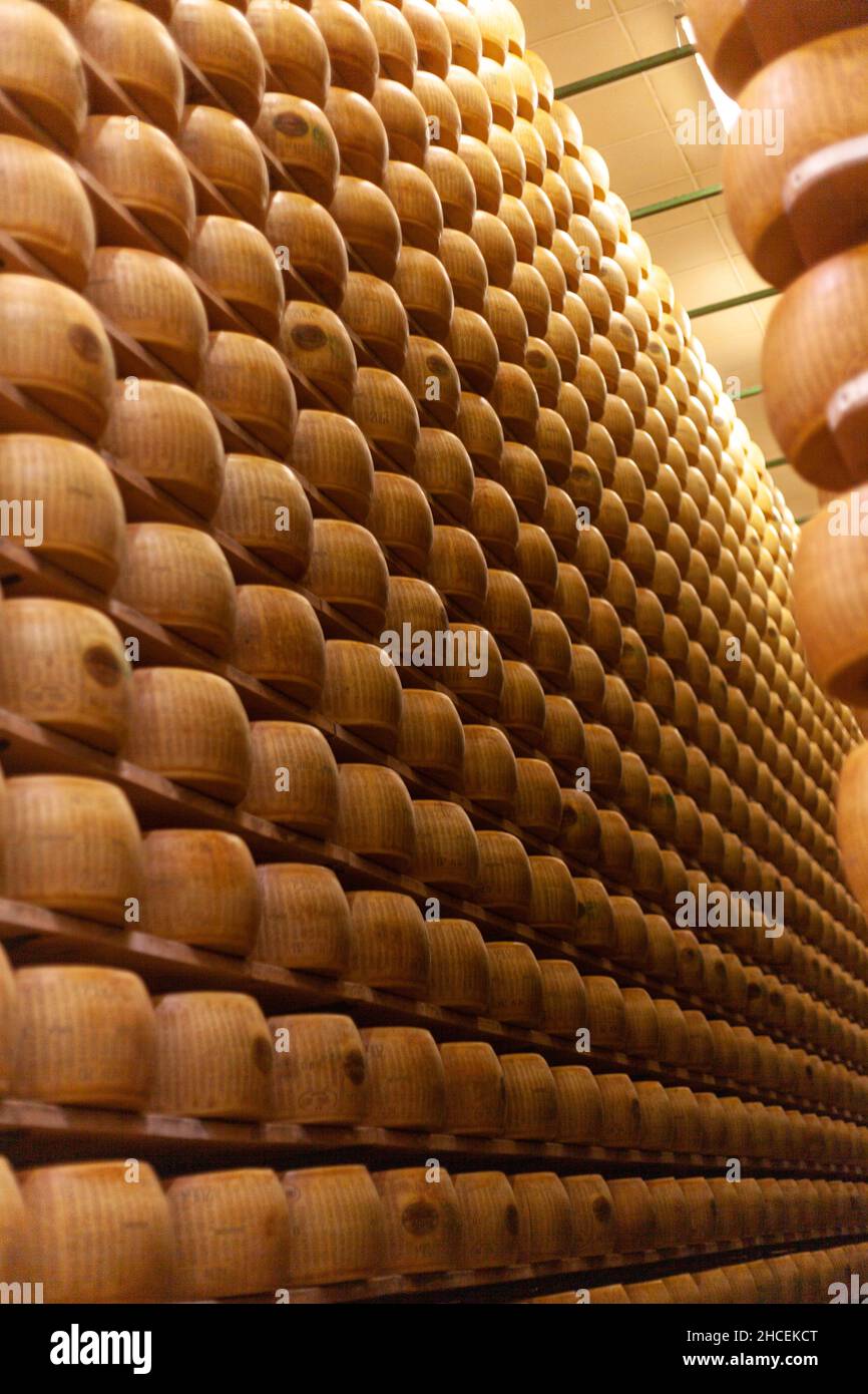 Vertical shot of Parmesan cheese wheels storage in dairy farm