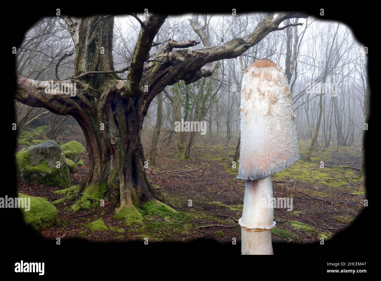 Coprinus comatus (shaggy inkcap) is here shown with woodland habitat in Snowdonia (background) where it is likely to be found. Stock Photo