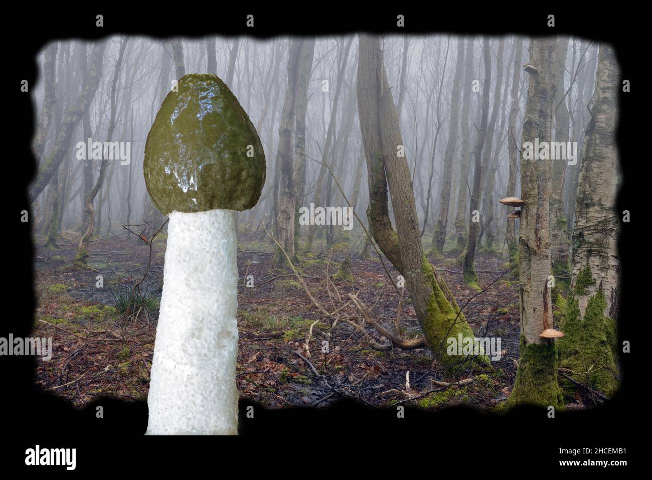 Phallus impudicus (common stinkhorn) is shown here with woodland habitat (background) in North Wales where it is likely to be found Stock Photo