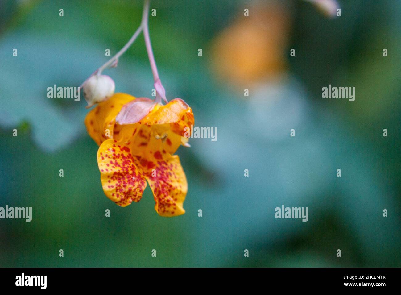 Closeup of the Impatiens capensis, orange jewelweed. Stock Photo