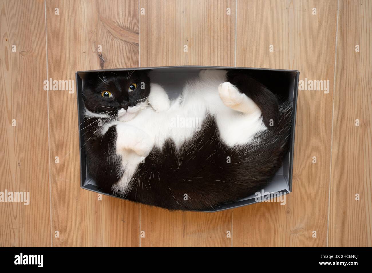 top view of cute black and white cat resting in small shoe cardboard box on the floor looking up at camera Stock Photo