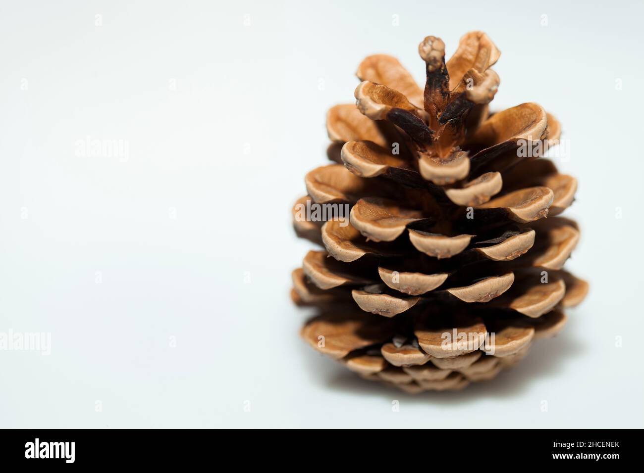 Close-up shot of a cone isolated on a white backgroun Stock Photo