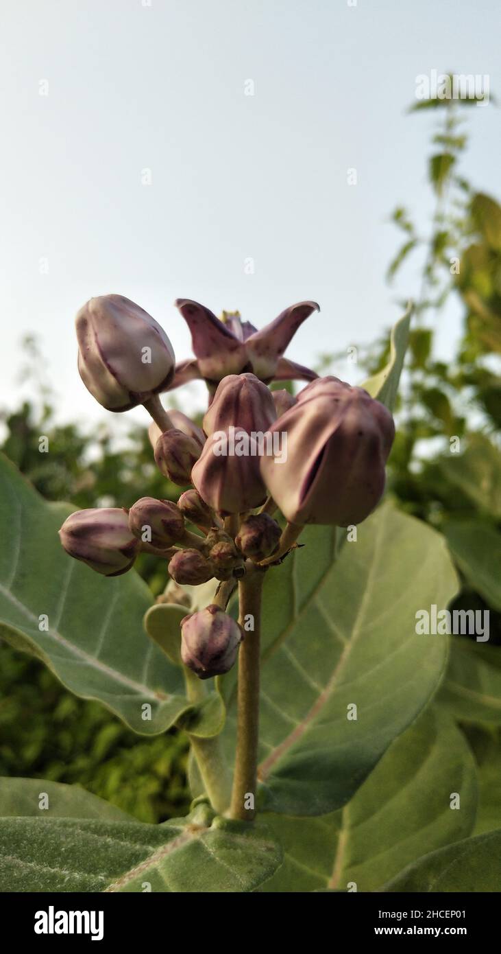 Asclepiadaceae flower in the garden Stock Photo