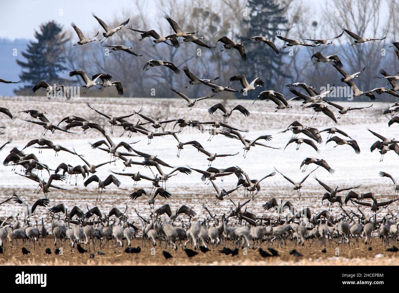 Common Crane (Grus grus) on spring migration northwards, flock landing on arable land, Lower Saxony, Germany Stock Photo