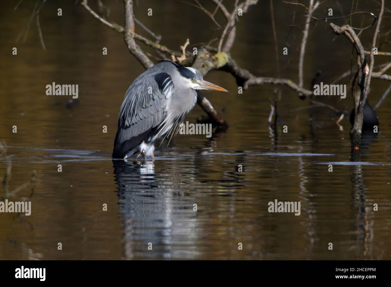 Grey Heron (Ardea cinerea) standing in lake, motionless,  Lower Saxony Germany Stock Photo