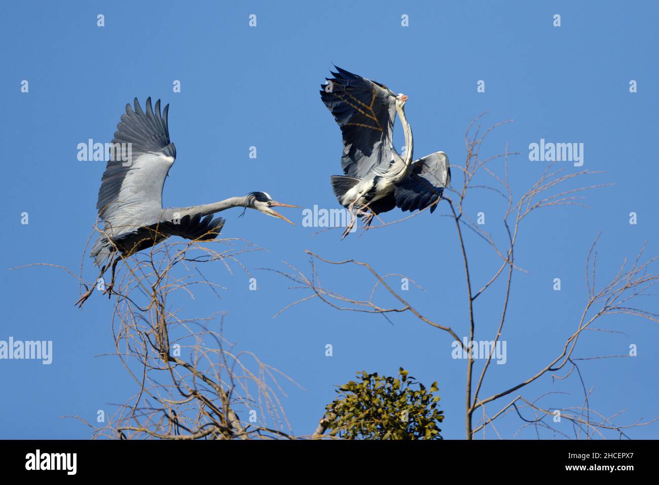 Grey Heron (Ardea cinerea) pair fighting in midair above rookery, Lower Saxony, Germany Stock Photo