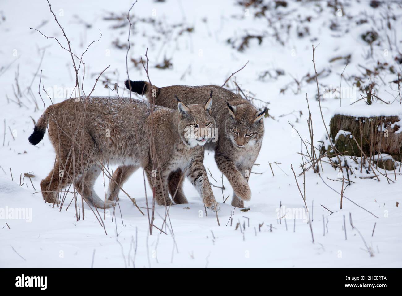 European Lynx (Lynx lynx) pair in snow Lower Saxony Germany Stock Photo
