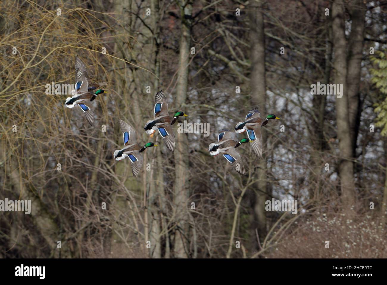 Mallard (Anas platyrhynchos) flock of drakes in flight Lower Saxony Germany Stock Photo