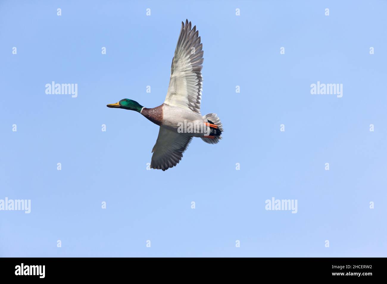 Mallard (Anas platyrhynchos) drake in flight Lower Saxony Germany Stock Photo