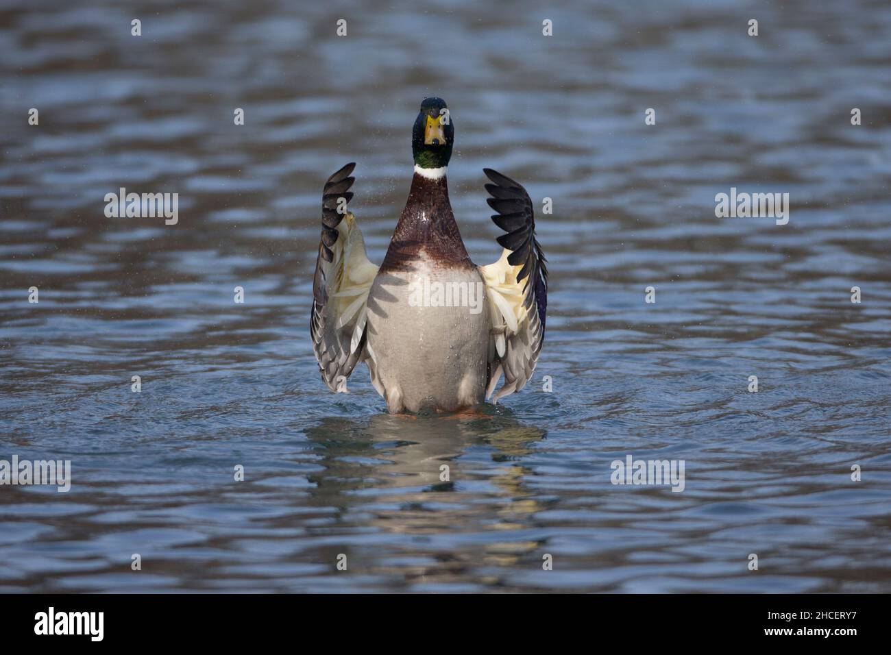 Mallard (Anas platyrhynchos) drake displaying by flapping wings in lake Lower Saxony Germany Stock Photo