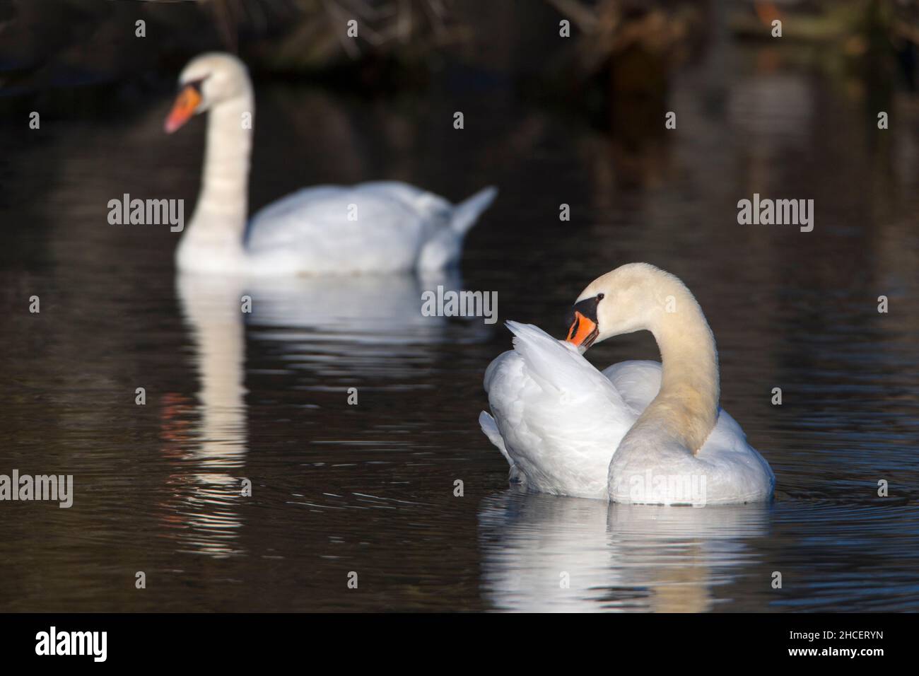 Mute Swan (Cygnus olor) breeding pair on lake Lower Saxony Germany Stock Photo