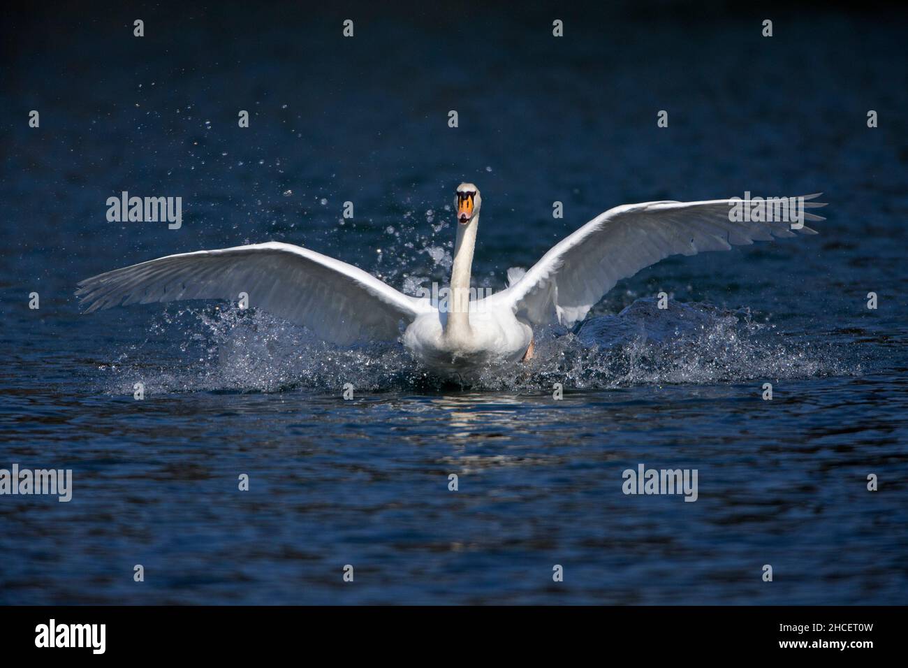 Mute Swan (Cygnus olor) male bird landing on lake with raised wings, Lower Saxony Germany Stock Photo