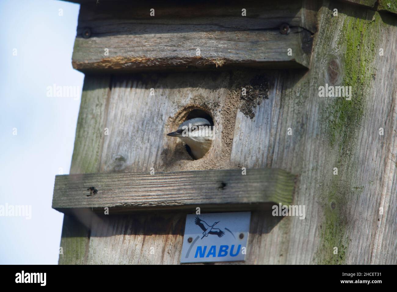 Nuthatch (Sitta europaea) at nest box entrance Lower Saxony Germany Stock Photo