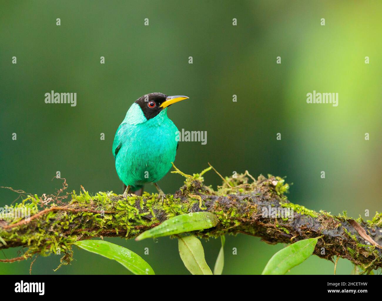 Chlorophanes Spiza Hi res Stock Photography And Images Alamy chlorophanes-spiza-hi-res-stock-photography-and-images-alamy
