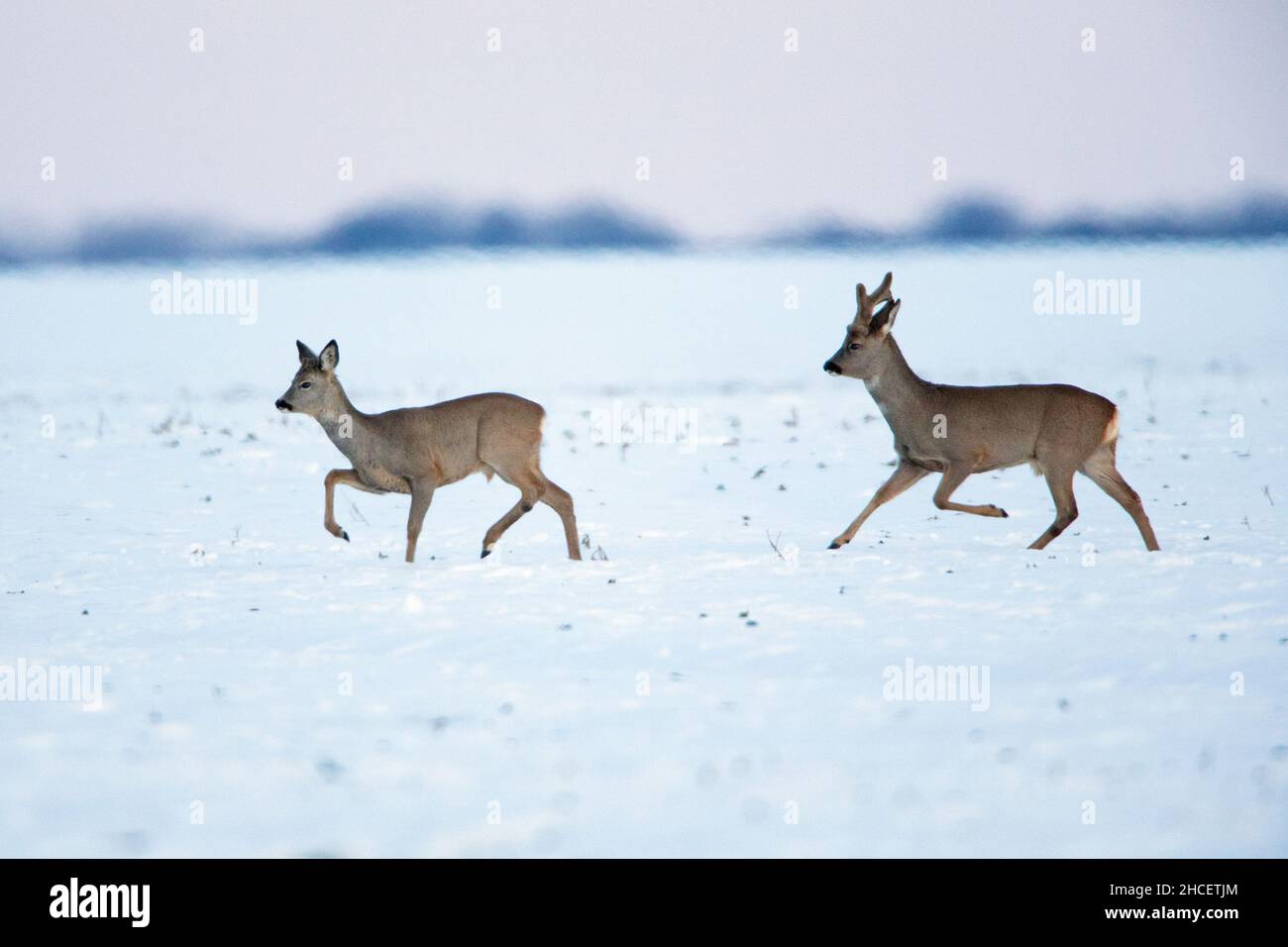 Roe Deer (Capreolus capreolus) a buck in bast and a doe trotting across snow covered field Lower Saxony Germany Stock Photo