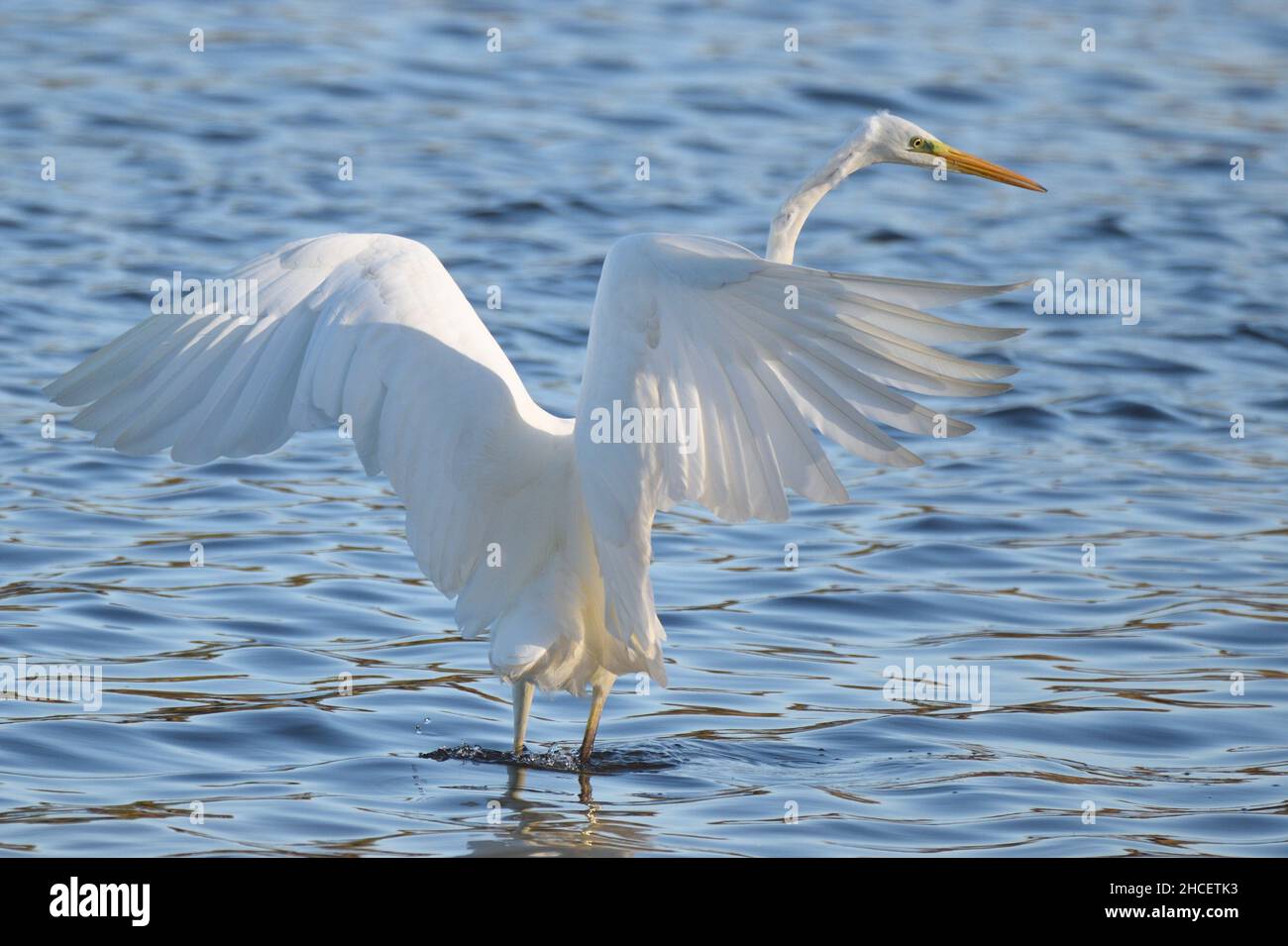 Great Egret flapping its large wings for balance while trying to catch fish in the shallows of a lake. Hertfordshire, England, UK. Stock Photo