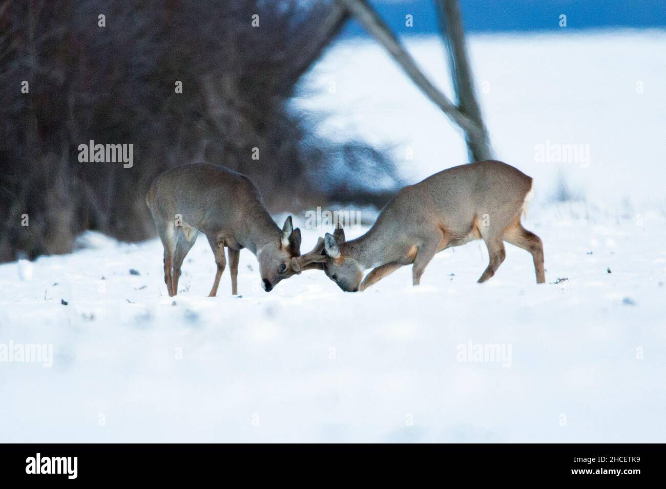 Roe Deer (Capreolus capreolus) a buck in bast sparring with a doe on snow covered field Lower Saxony Germany Stock Photo
