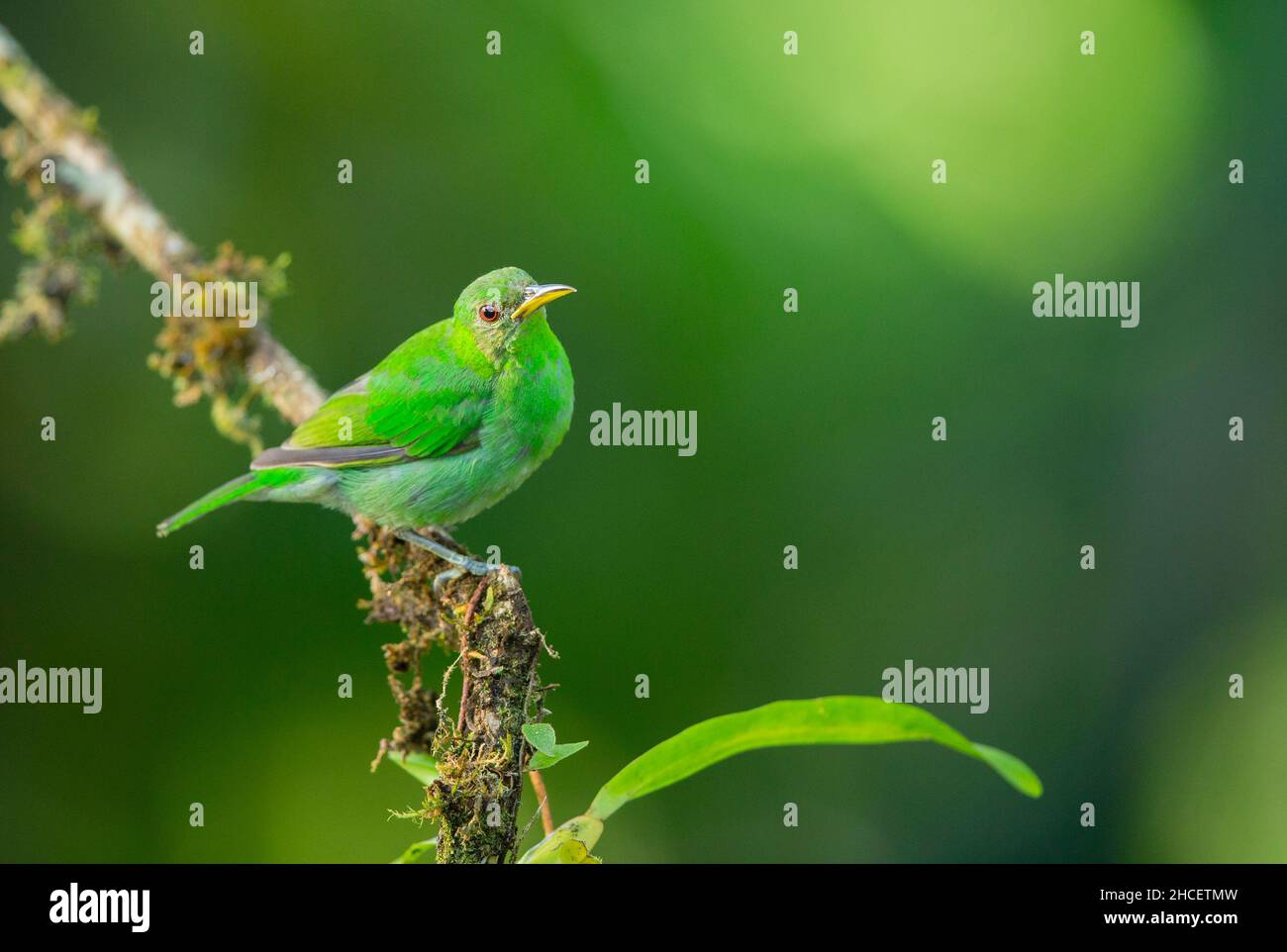Green Honeycreeper Chlorophanes Spiza Stock Photo Alamy green-honeycreeper-chlorophanes-spiza-stock-photo-alamy