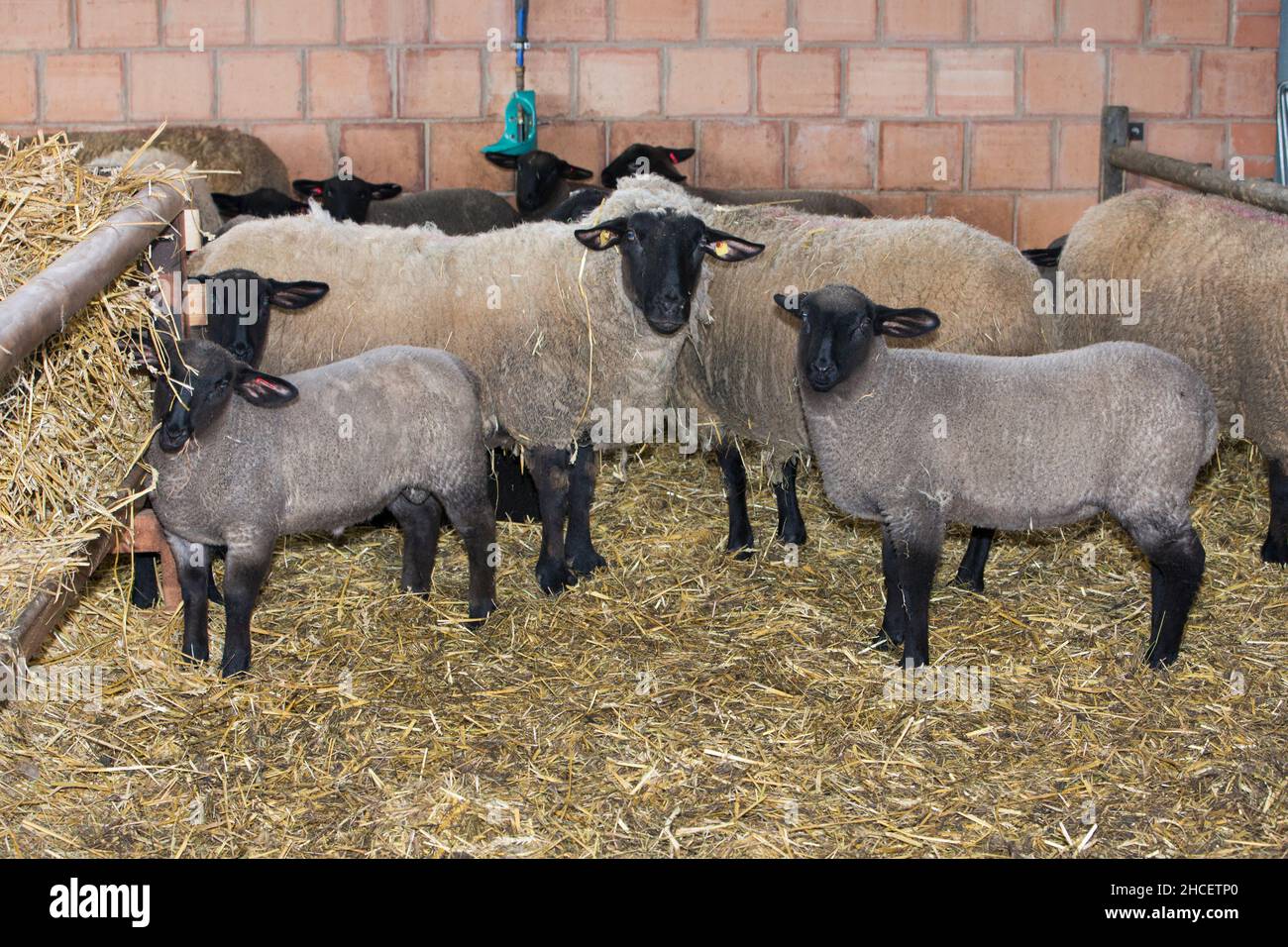Suffolk sheep in stall with lambs bred for mutton, Lower Saxony Germany Stock Photo