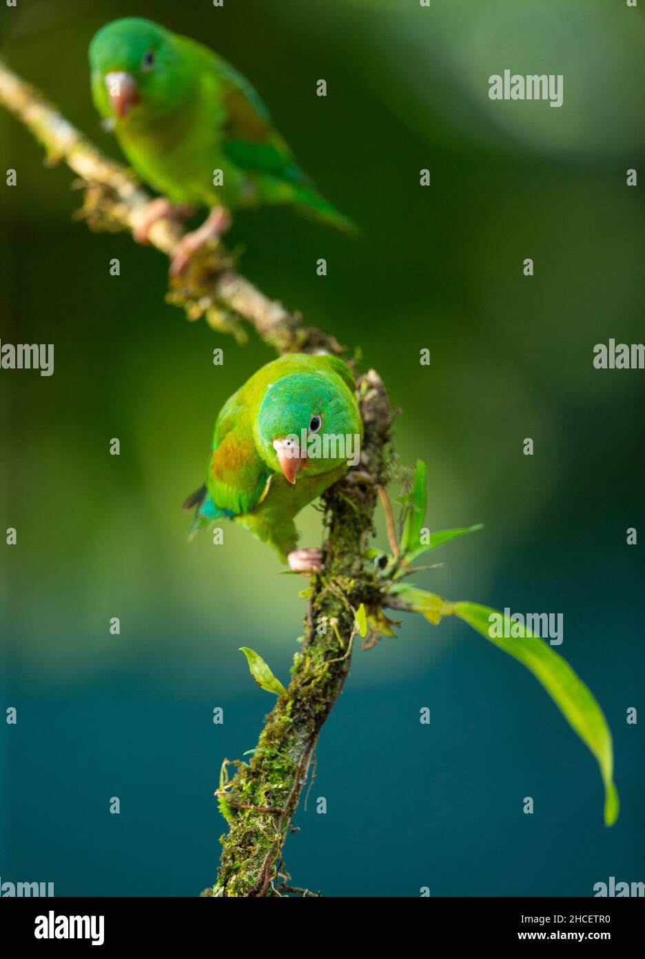 Orange-chinned Parakeet (Brotogeris jugularis) Stock Photo
