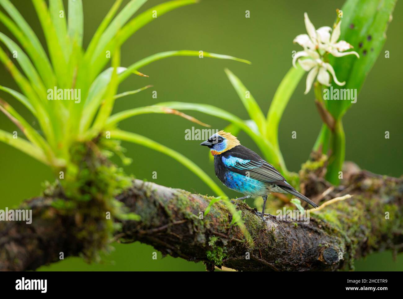 Golden-hooded Tanager (Tangara lar)vata) on branch with bromeliads Stock Photo