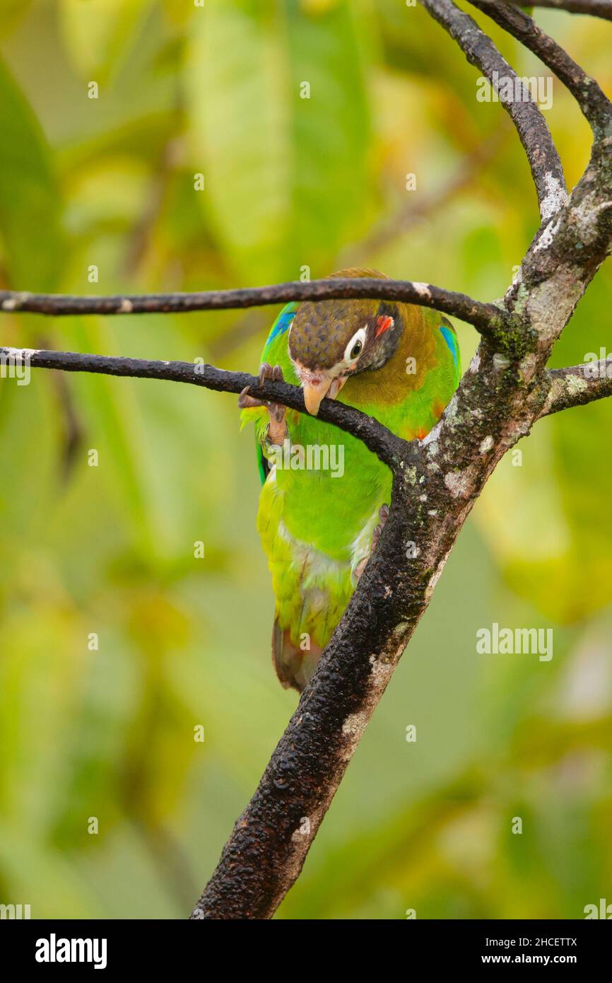 Brown-Hooded Parrot (Pionopsitta haematotis) climbing a branch with beak Stock Photo