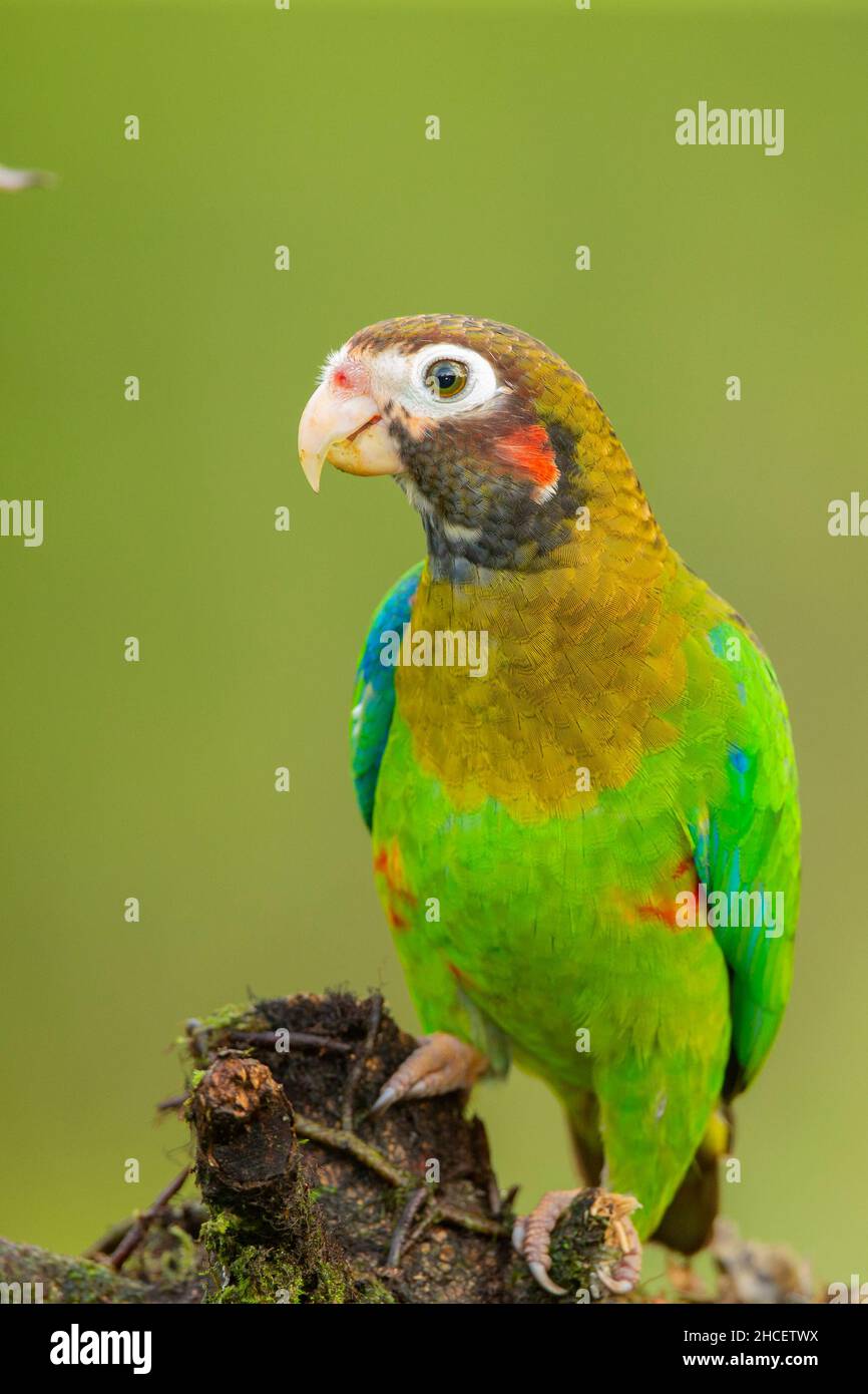 Brown-Hooded Parrot (Pionopsitta haematotis) Stock Photo