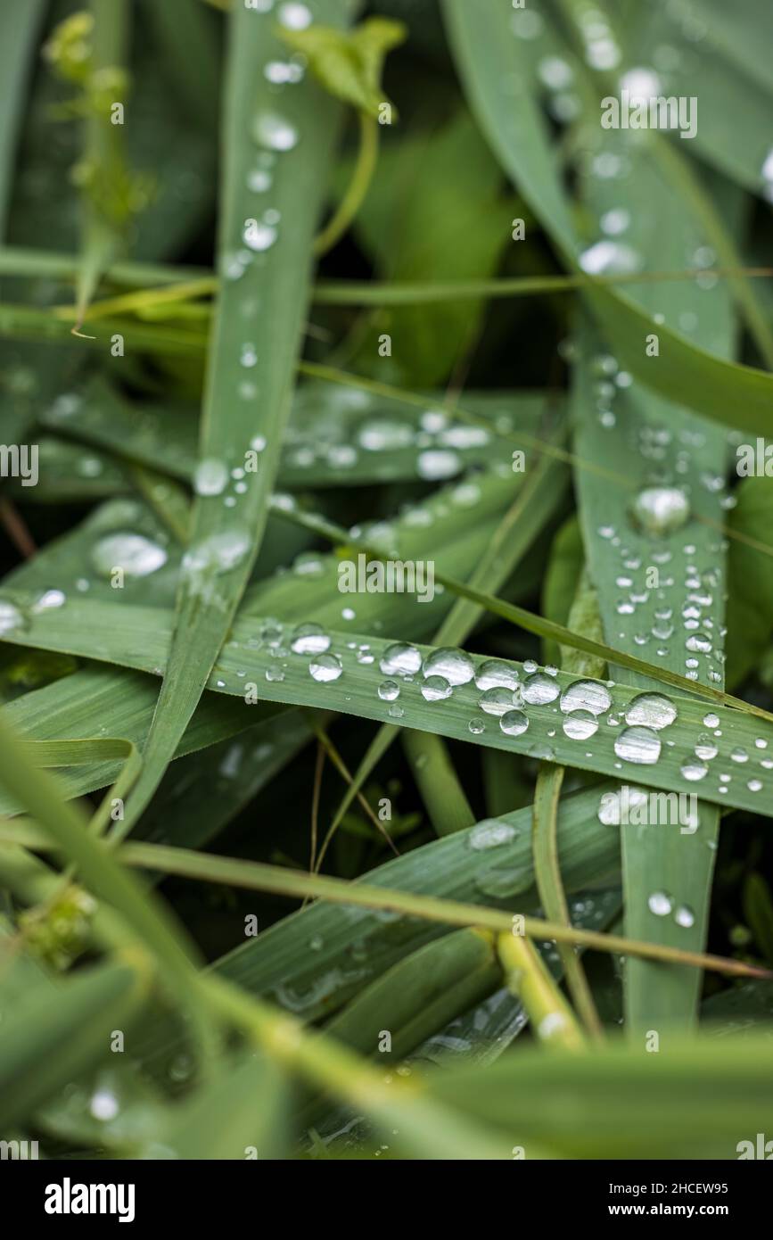 Raindrops on green grass leaves Stock Photo