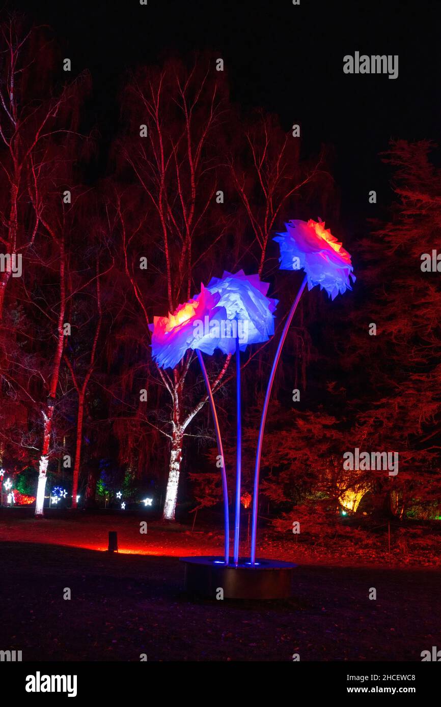 Giant Illuminated flower display at the Christmas Light Show at Dunham
