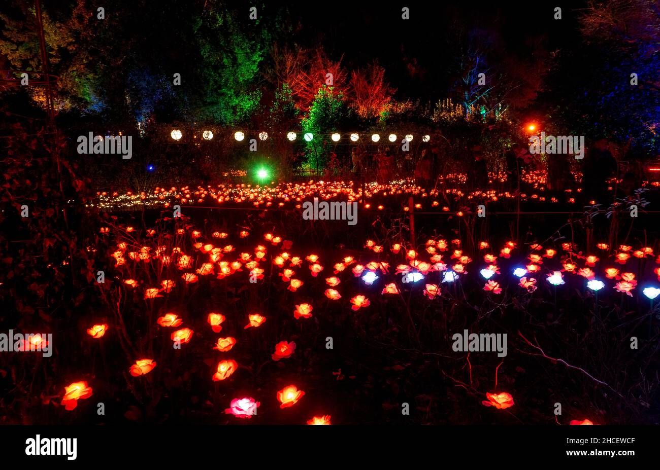 Christmas Light Show at Dunham Massey Manchester 2021 Stock Photo Alamy