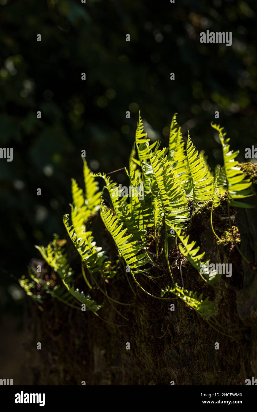 Backlight through green fern leaves growing on a wall Stock Photo